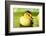 Cute Ducklings Swimming, On Bright Background-Yastremska-Framed Photographic Print