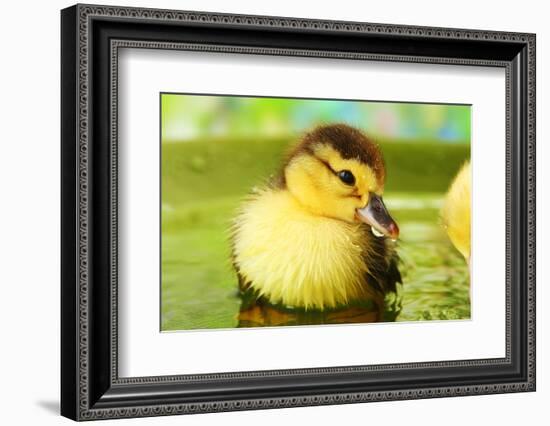 Cute Ducklings Swimming, On Bright Background-Yastremska-Framed Photographic Print