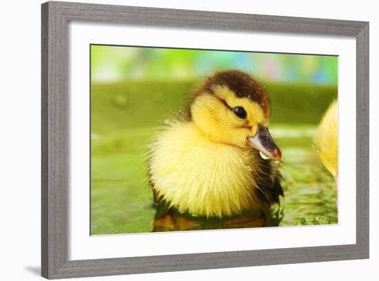 Cute Ducklings Swimming, On Bright Background-Yastremska-Framed Photographic Print