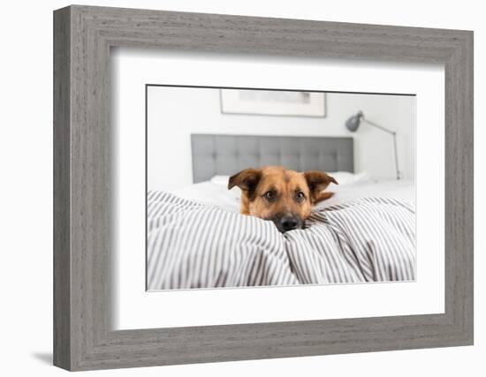 Cute Fawn Colored Corgi Mix on Bed-Anna Hoychuk-Framed Photographic Print