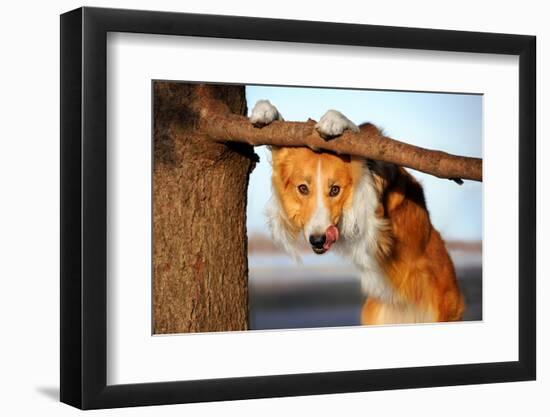 Cute Funny Dog Stucks Her Tongue-Ksuksa-Framed Photographic Print
