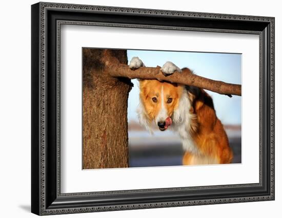 Cute Funny Dog Stucks Her Tongue-Ksuksa-Framed Photographic Print