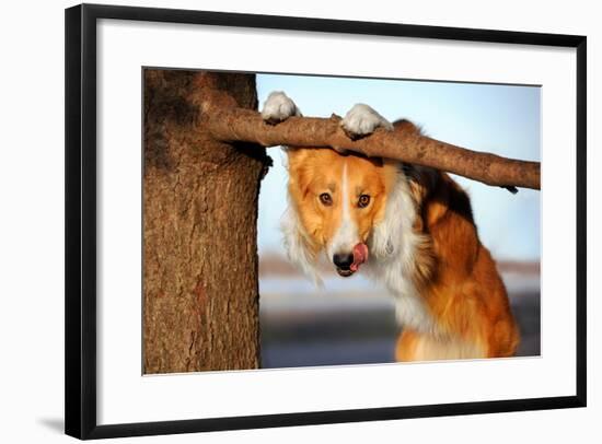 Cute Funny Dog Stucks Her Tongue-Ksuksa-Framed Photographic Print