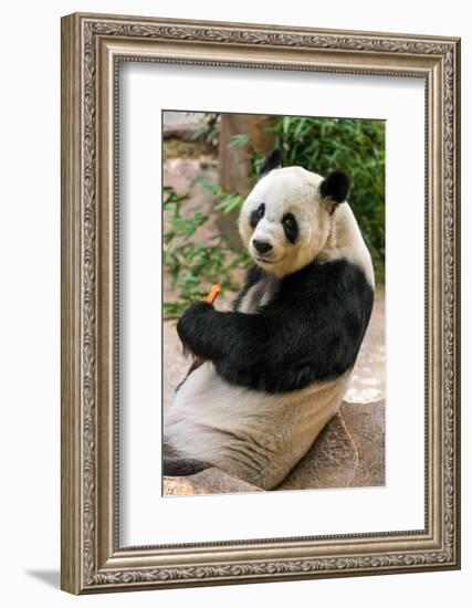 Cute Giant Panda Eating Bamboo-mazzzur-Framed Photographic Print