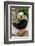 Cute Giant Panda Eating Bamboo-mazzzur-Framed Photographic Print