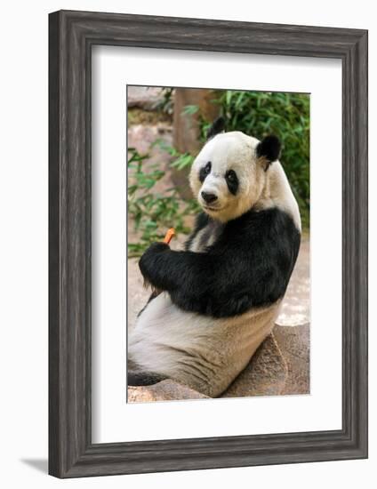 Cute Giant Panda Eating Bamboo-mazzzur-Framed Photographic Print