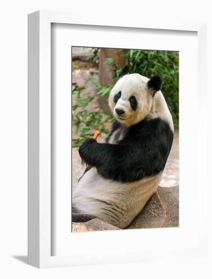 Cute Giant Panda Eating Bamboo-mazzzur-Framed Photographic Print