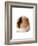 Cute Guinea Pig on White Background-Picture Partners-Framed Photographic Print