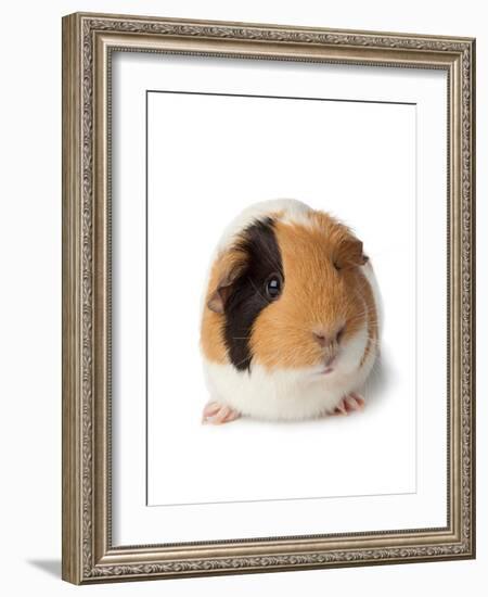 Cute Guinea Pig on White Background-Picture Partners-Framed Photographic Print