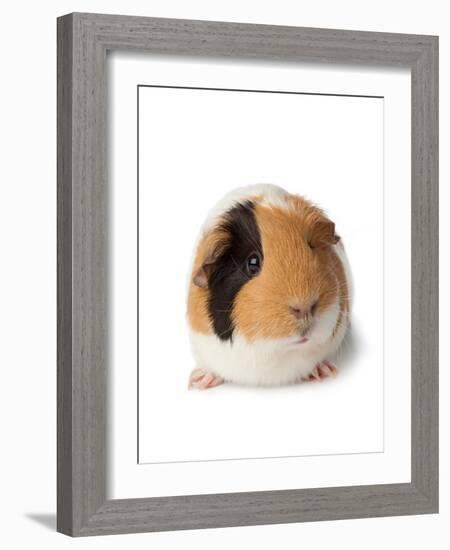 Cute Guinea Pig on White Background-Picture Partners-Framed Photographic Print