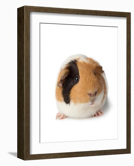 Cute Guinea Pig on White Background-Picture Partners-Framed Photographic Print