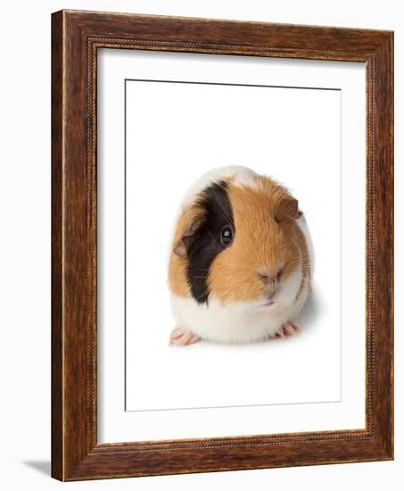 Cute Guinea Pig on White Background-Picture Partners-Framed Photographic Print