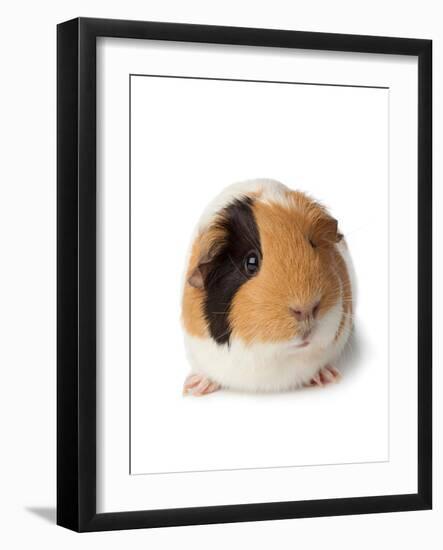 Cute Guinea Pig on White Background-Picture Partners-Framed Photographic Print