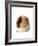 Cute Guinea Pig on White Background-Picture Partners-Framed Photographic Print