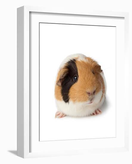 Cute Guinea Pig on White Background-Picture Partners-Framed Photographic Print