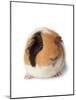 Cute Guinea Pig on White Background-Picture Partners-Mounted Photographic Print