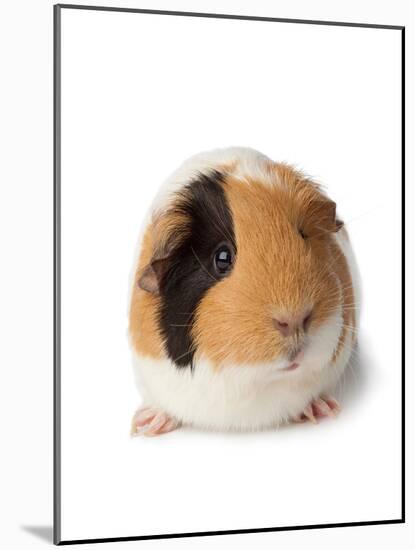 Cute Guinea Pig on White Background-Picture Partners-Mounted Photographic Print