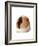 Cute Guinea Pig on White Background-Picture Partners-Framed Photographic Print