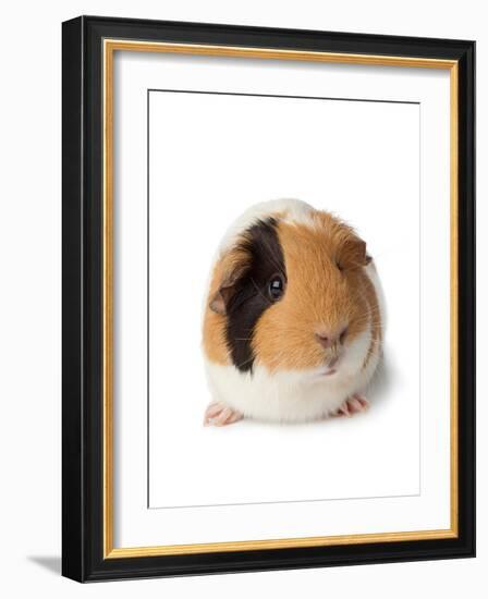 Cute Guinea Pig on White Background-Picture Partners-Framed Photographic Print