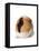 Cute Guinea Pig on White Background-Picture Partners-Framed Premier Image Canvas