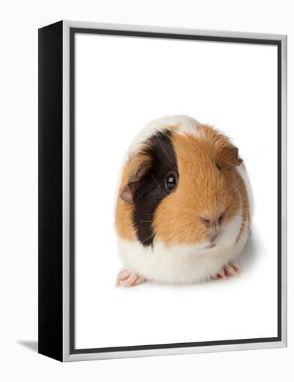 Cute Guinea Pig on White Background-Picture Partners-Framed Premier Image Canvas