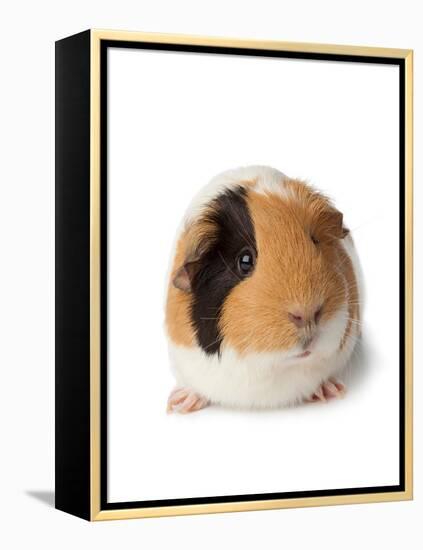 Cute Guinea Pig on White Background-Picture Partners-Framed Premier Image Canvas