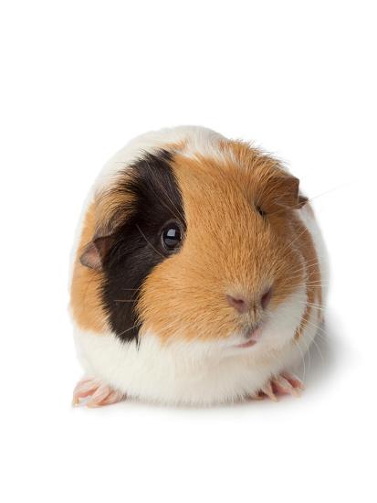 Cute Guinea Pig On White Background Photographic Print Picture Partners Art Com,Tall Indoor Palm Trees