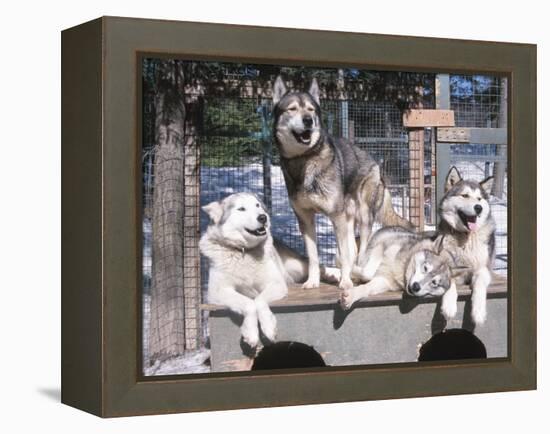 Cute Huskies in Dog Kennel-null-Framed Premier Image Canvas