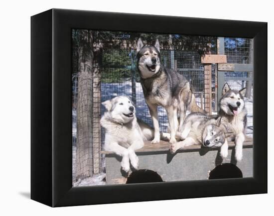 Cute Huskies in Dog Kennel-null-Framed Premier Image Canvas