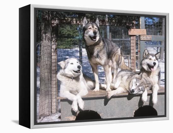 Cute Huskies in Dog Kennel-null-Framed Premier Image Canvas