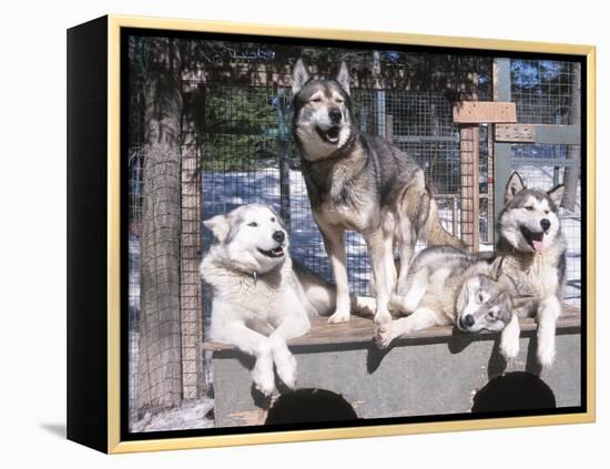 Cute Huskies in Dog Kennel-null-Framed Premier Image Canvas