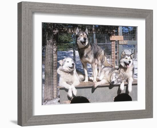 Cute Huskies in Dog Kennel-null-Framed Photographic Print