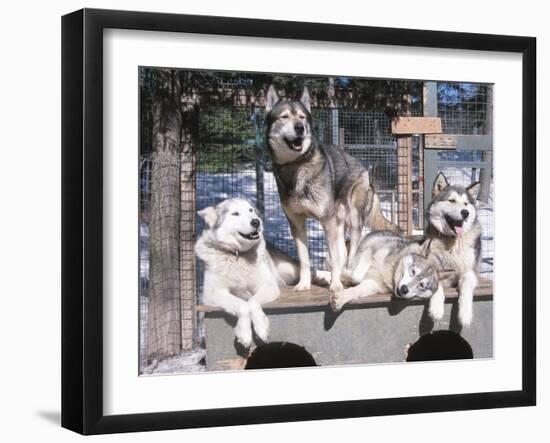 Cute Huskies in Dog Kennel-null-Framed Photographic Print