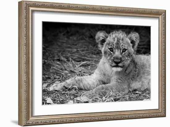 Cute Lion Cub In Black And White-Donvanstaden-Framed Art Print