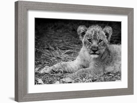 Cute Lion Cub In Black And White-Donvanstaden-Framed Art Print