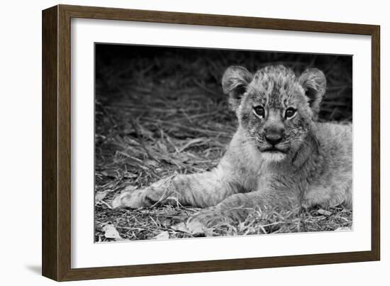 Cute Lion Cub In Black And White-Donvanstaden-Framed Art Print