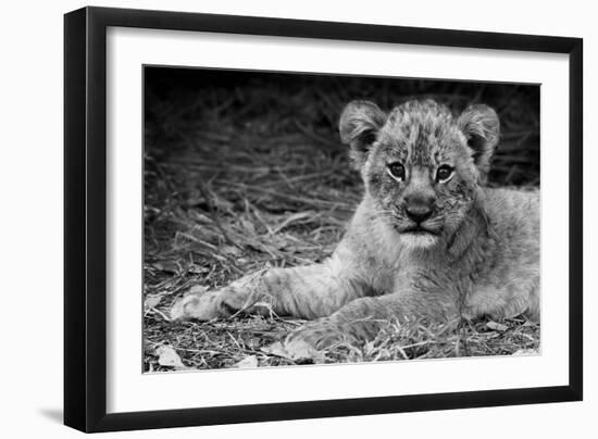 Cute Lion Cub In Black And White-Donvanstaden-Framed Art Print