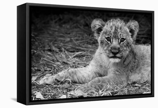 Cute Lion Cub In Black And White-Donvanstaden-Framed Stretched Canvas