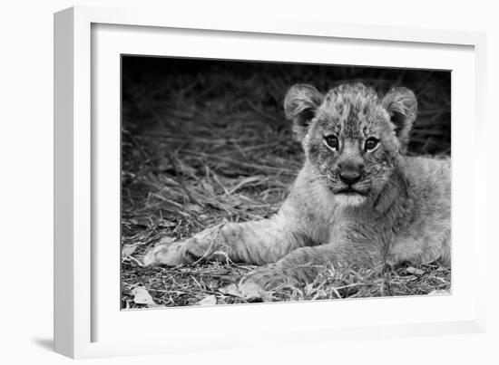 Cute Lion Cub In Black And White-Donvanstaden-Framed Premium Giclee Print