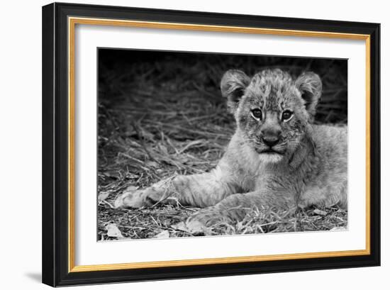 Cute Lion Cub In Black And White-Donvanstaden-Framed Premium Giclee Print