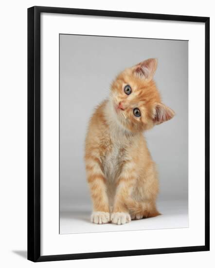Cute Little Kitten-Lana Langlois-Framed Photographic Print
