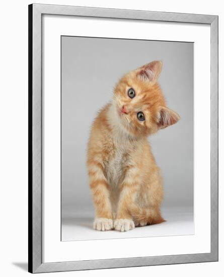 Cute Little Kitten-Lana Langlois-Framed Photographic Print