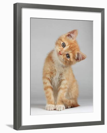 Cute Little Kitten-Lana Langlois-Framed Photographic Print