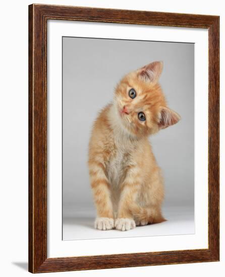 Cute Little Kitten-Lana Langlois-Framed Photographic Print