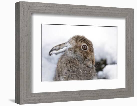 Cute mountain hare looking coy, close up-Sue Demetriou-Framed Photographic Print