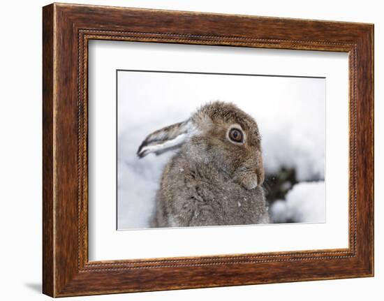 Cute mountain hare looking coy, close up-Sue Demetriou-Framed Photographic Print