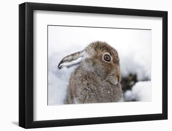 Cute mountain hare looking coy, close up-Sue Demetriou-Framed Photographic Print