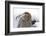 Cute mountain hare looking coy, close up-Sue Demetriou-Framed Photographic Print
