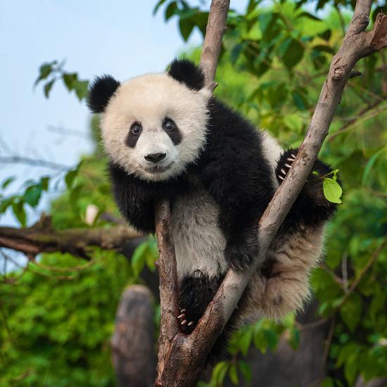 Cute Panda Bear Climbing Tree In Forest Photographic Print Hung Chung Chih Art Com