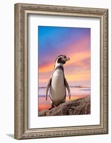 Cute Penguin with Sunset Background-Eric Gevaert-Framed Photographic Print